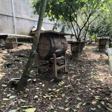 传统土养中蜂土蜂蜜一手货源大量有货自己养殖