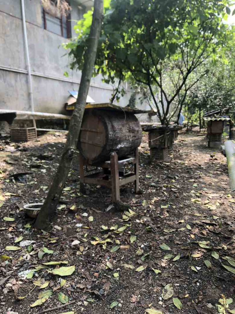 传统土养中蜂土蜂蜜一手货源大量有货自己养殖