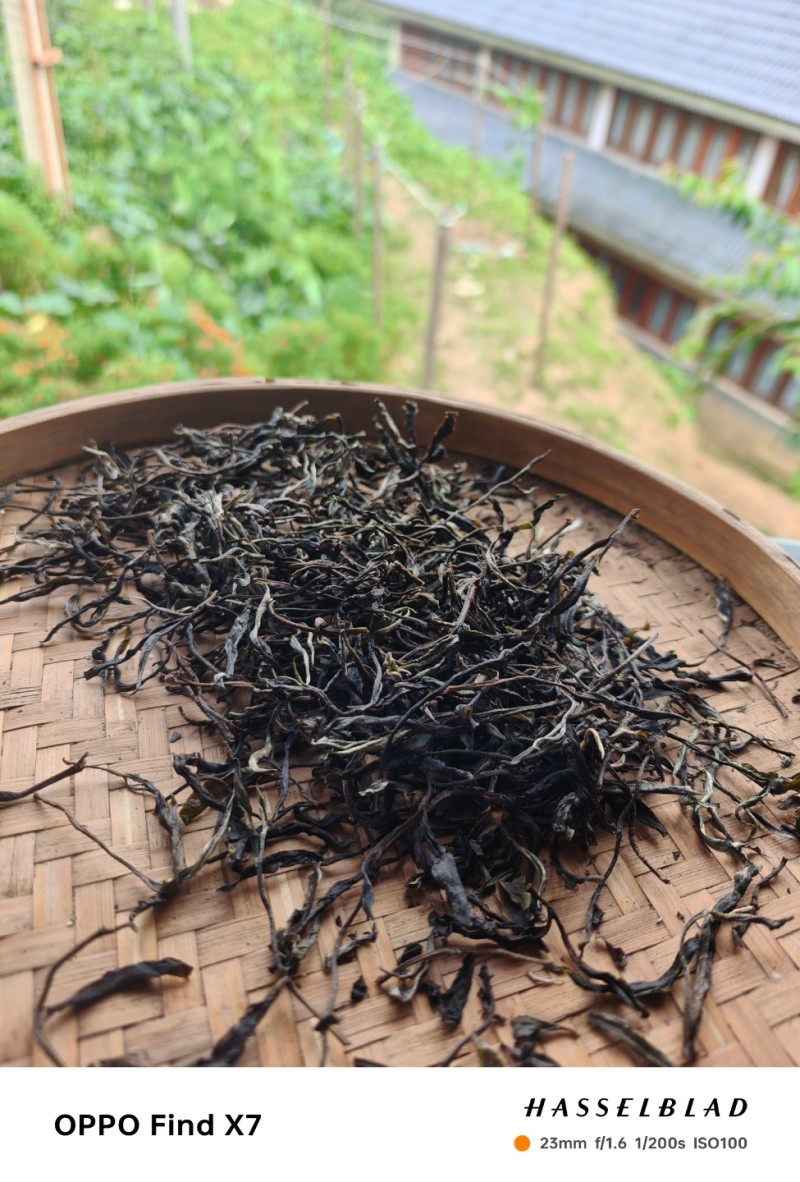 自家乔木茶