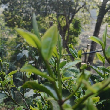 自家乔木茶