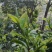 自家乔木茶
