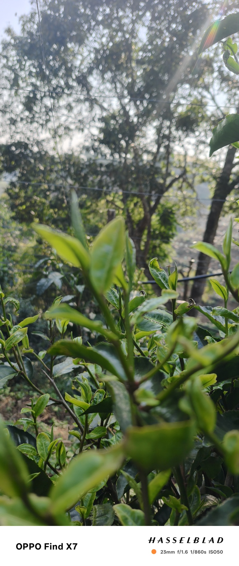 自家乔木茶