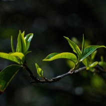自产自销普洱生茶，白茶，红茶
