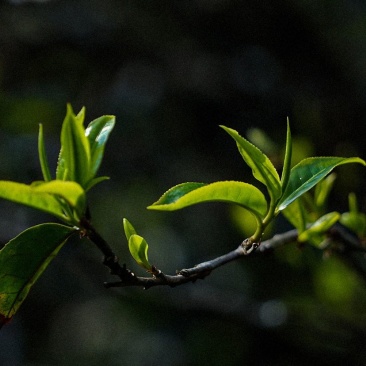 自产自销普洱生茶，白茶，红茶