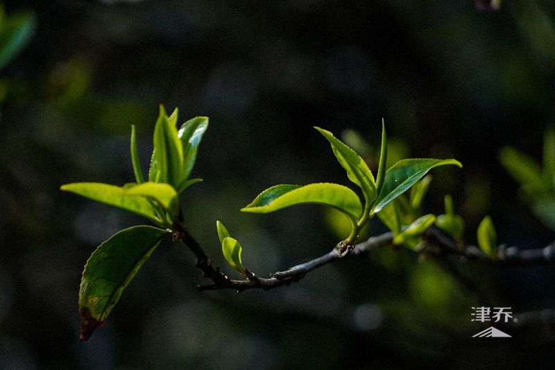 自产自销普洱生茶，白茶，红茶