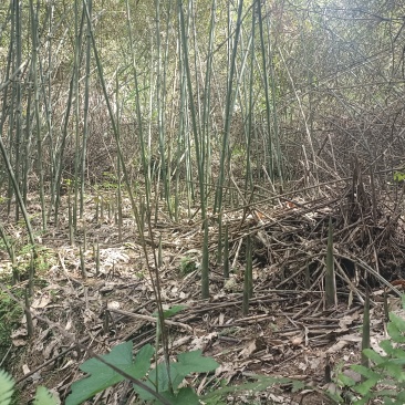 小笋