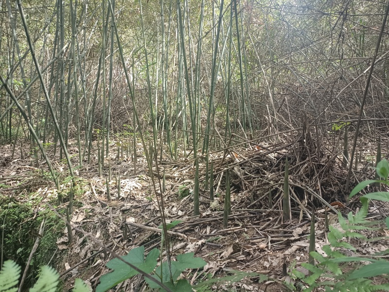 小笋