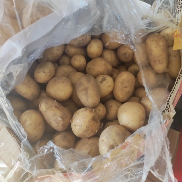 山东滕州精品小土豆