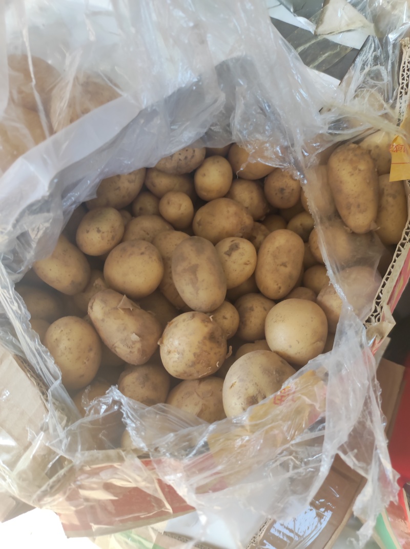 山东滕州精品小土豆