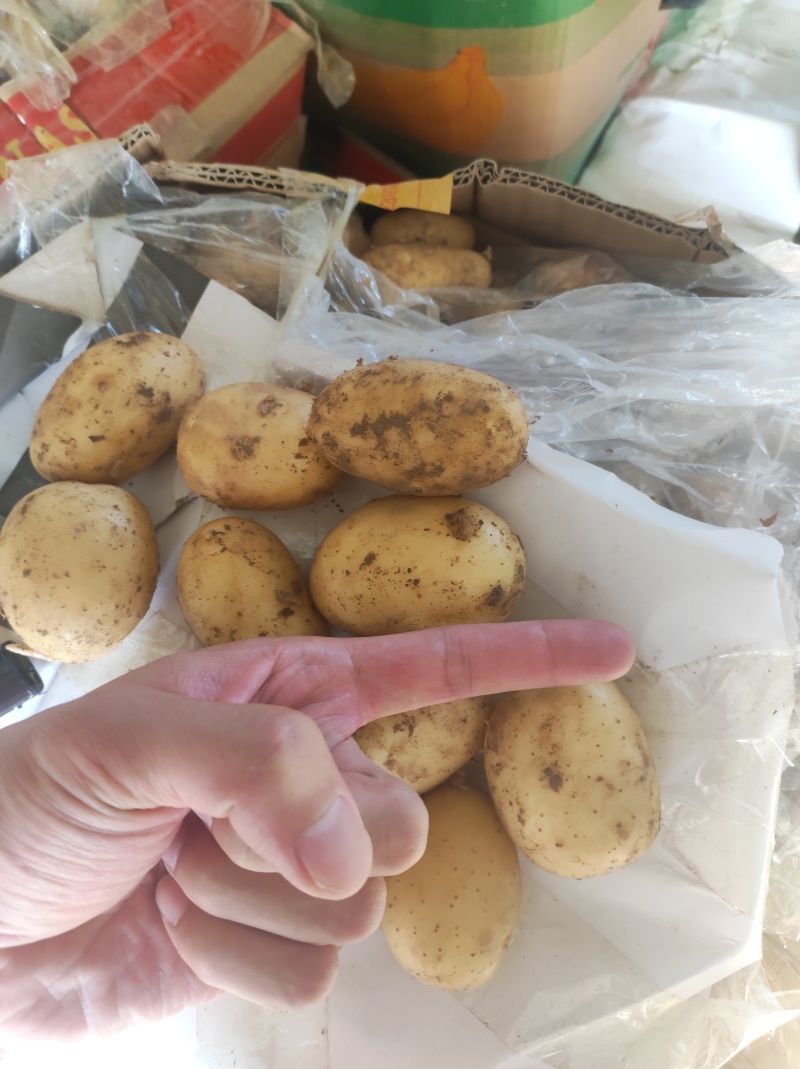 山东滕州精品小土豆