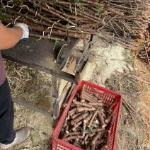 切段15-17公分长退林还耕**农作物抗旱指数3级