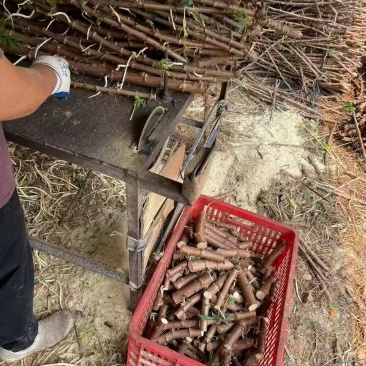切段15-17公分长退林还耕**农作物抗旱指数3级