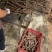 切段15-17公分长退林还耕**农作物抗旱指数3级