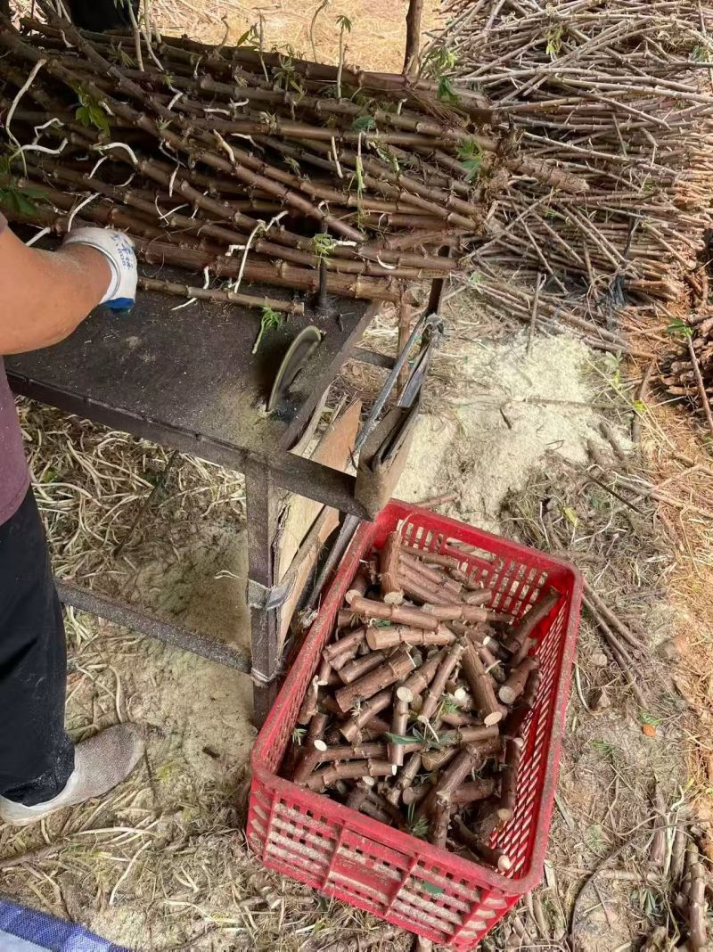 切段15-17公分长退林还耕**农作物抗旱指数3级