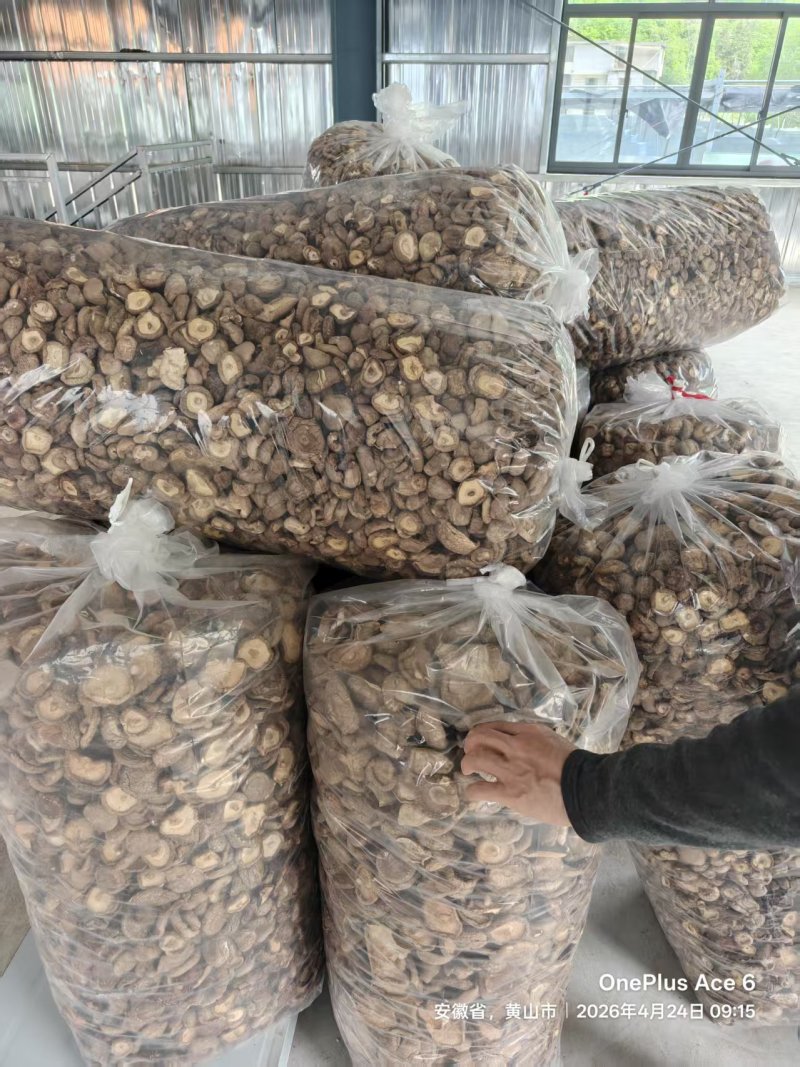 干香菇，约500斤，有意者联系
