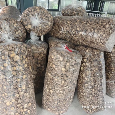干香菇，约500斤，有意者联系