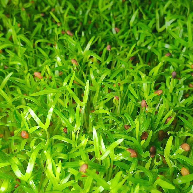 空心菜芽苗水培1盒700克左右