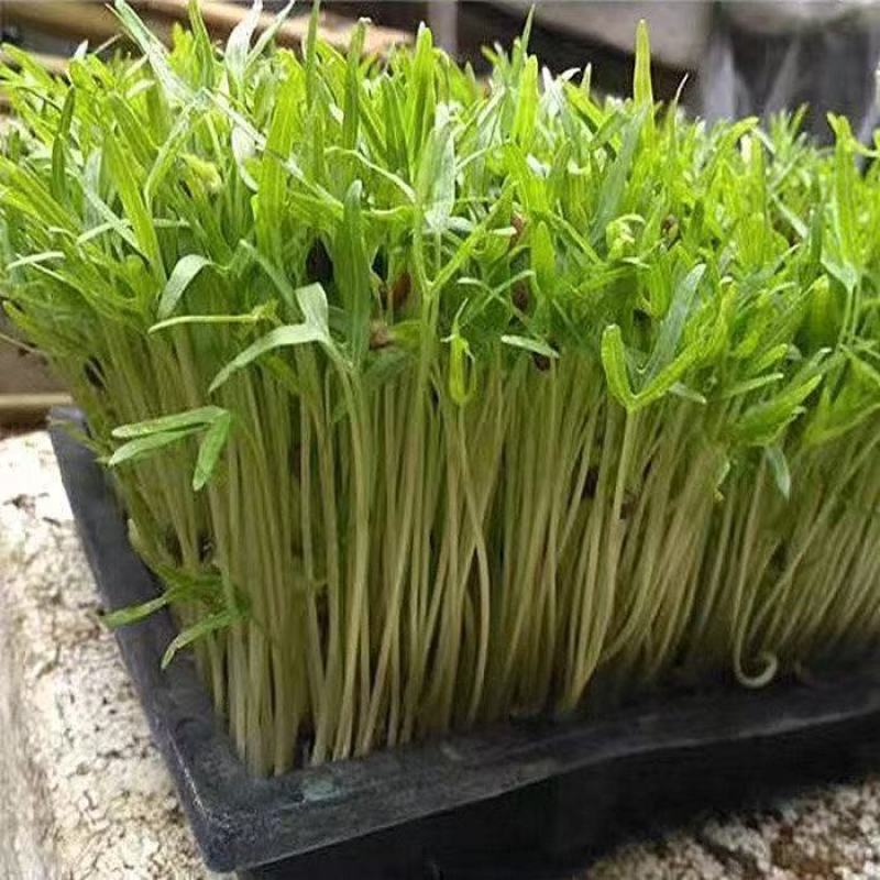 空心菜芽苗水培1盒700克左右
