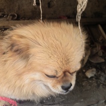 宠物狗