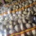 新薯1.5-2.0规格便宜出现货2万斤