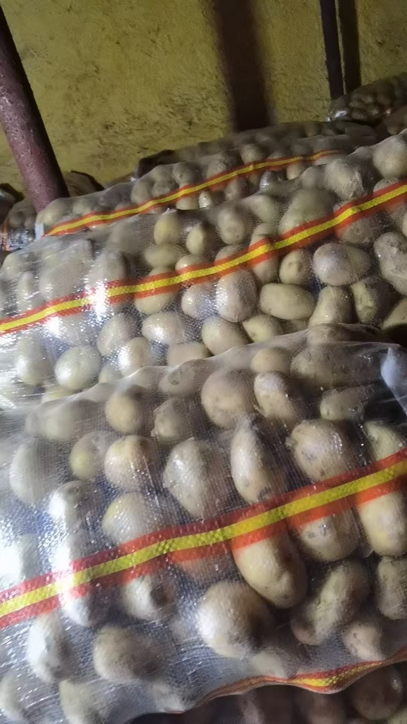 新薯1.5-2.0规格便宜出现货2万斤