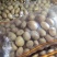 新薯1.5-2.0规格便宜出现货2万斤