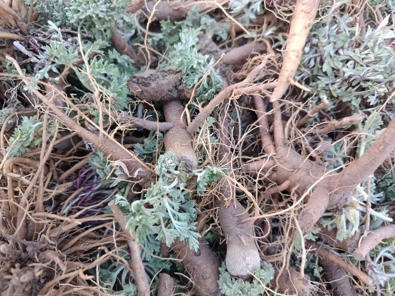茵陈