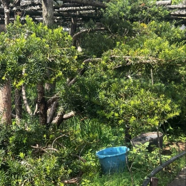 红豆杉大课