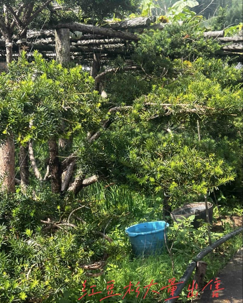 红豆杉大课