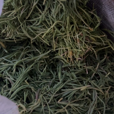 黄须菜
