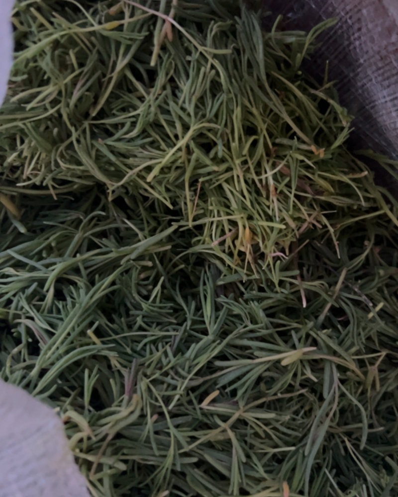 黄须菜