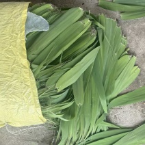 粽叶芦苇叶