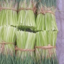邳州红帽蒜苔