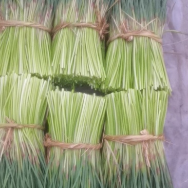 邳州红帽蒜苔