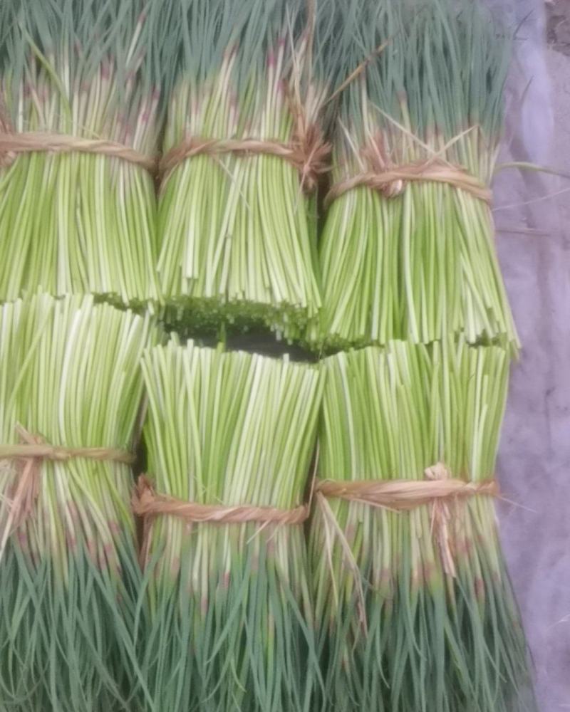 邳州红帽蒜苔