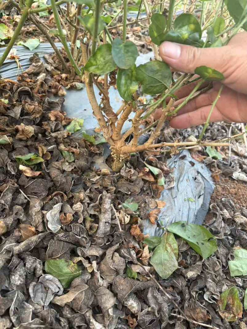 四年老苗横州本地茉莉苗，原产地直发，长势旺开花多，新手也能养
