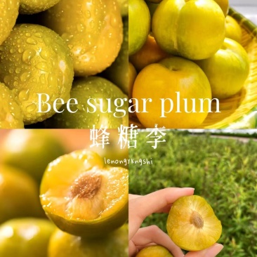 正宗贵州六马镇蜂糖李（自营种植）