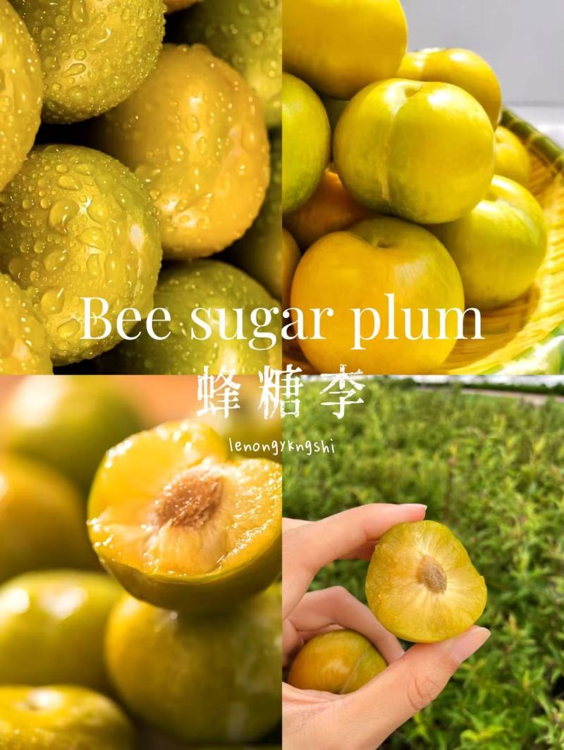 正宗贵州六马镇蜂糖李（自营种植）