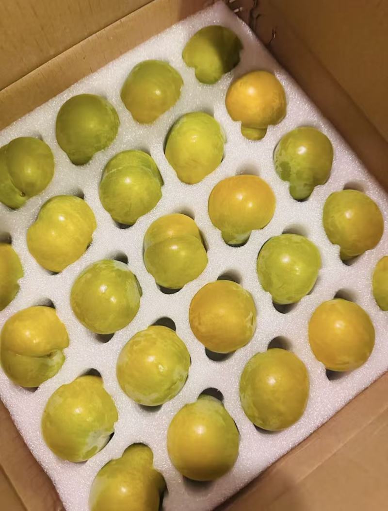 正宗贵州六马镇蜂糖李（自营种植）