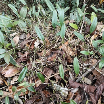 石橄榄