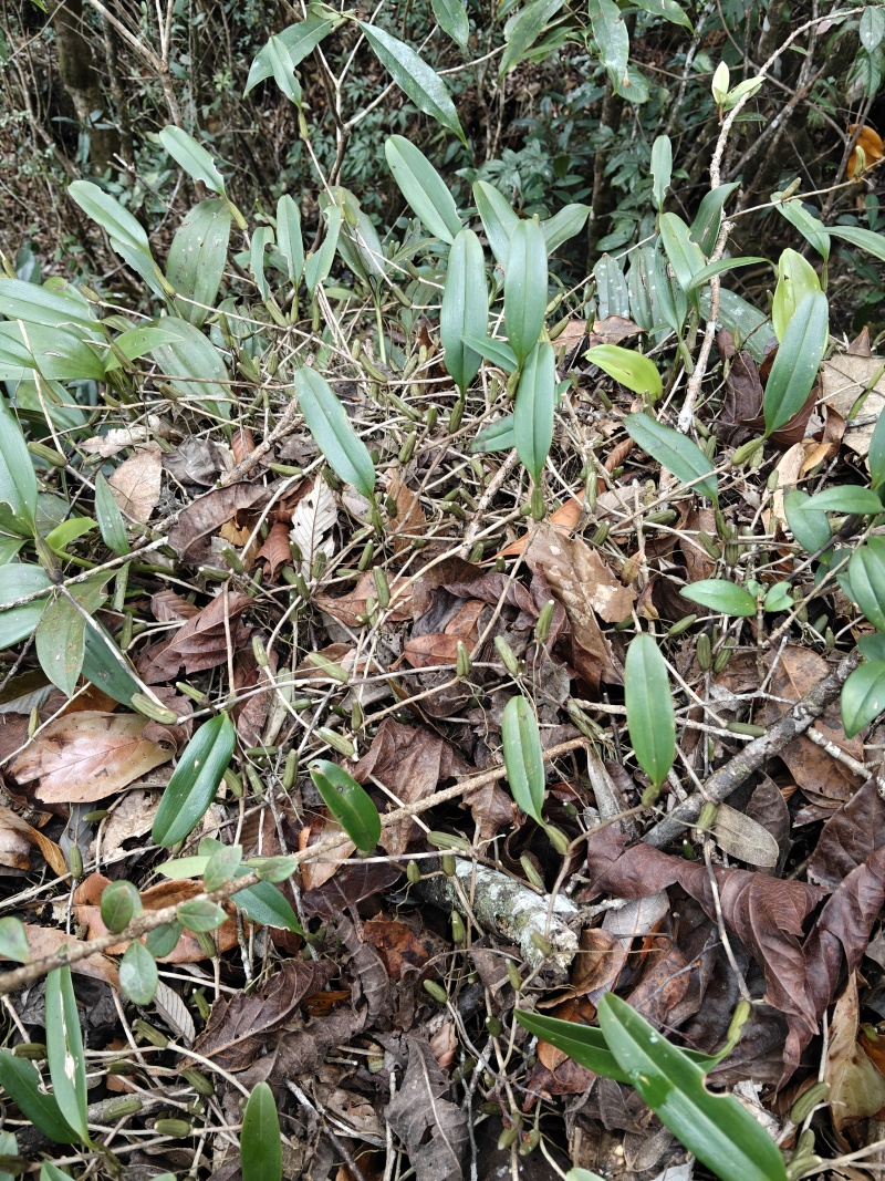 石橄榄