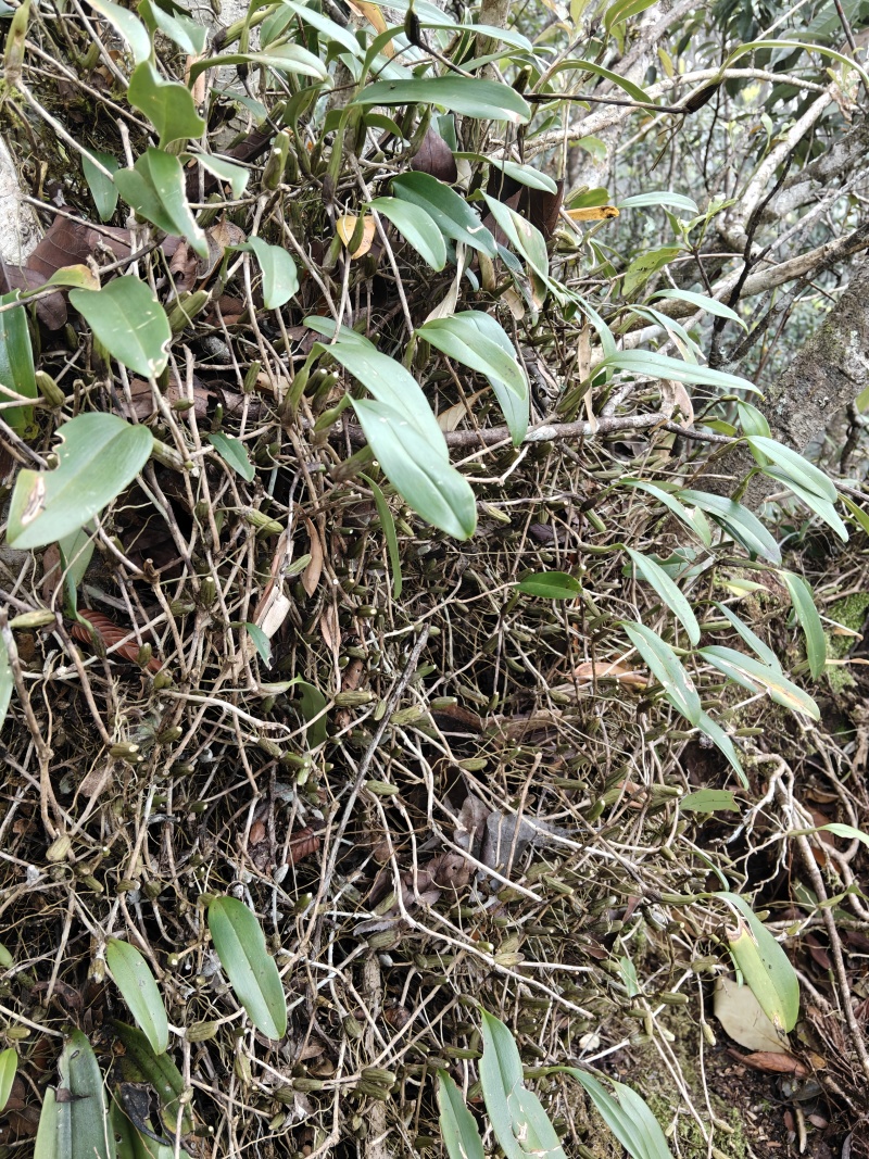石橄榄