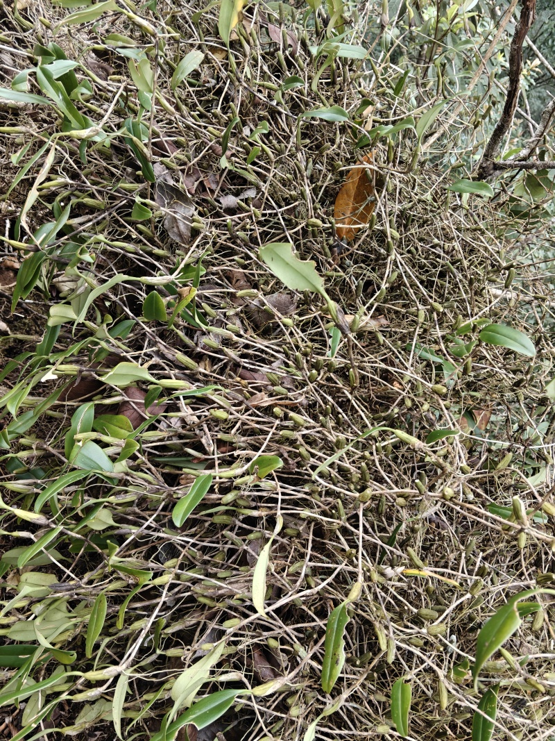 石橄榄