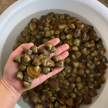 河蚬沙蚬