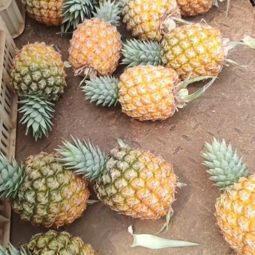 菠萝