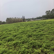 花生