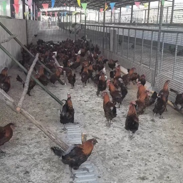 楚雄双柏生态土鸡
