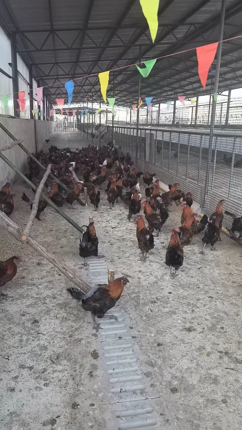 楚雄双柏生态土鸡
