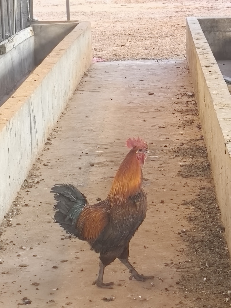 楚雄双柏生态土鸡