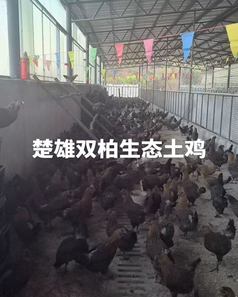 楚雄双柏生态土鸡